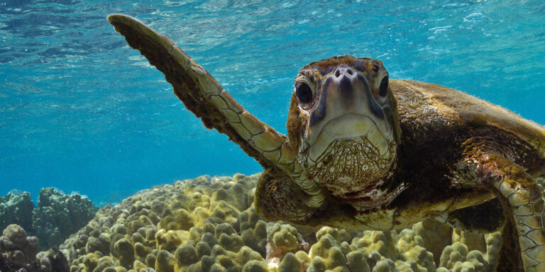 a taurus how long can a sea turtle live